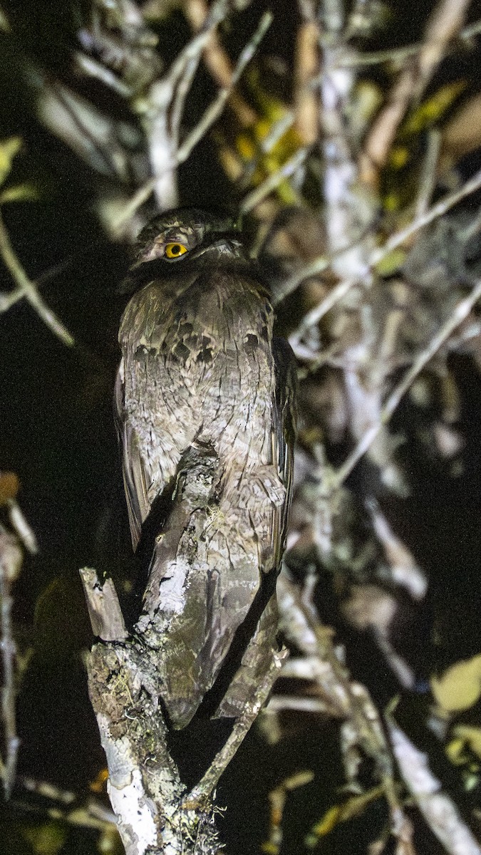Common Potoo - ML641201191