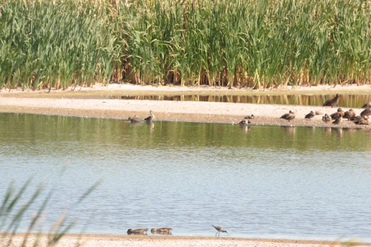 Lesser Yellowlegs - ML641201243