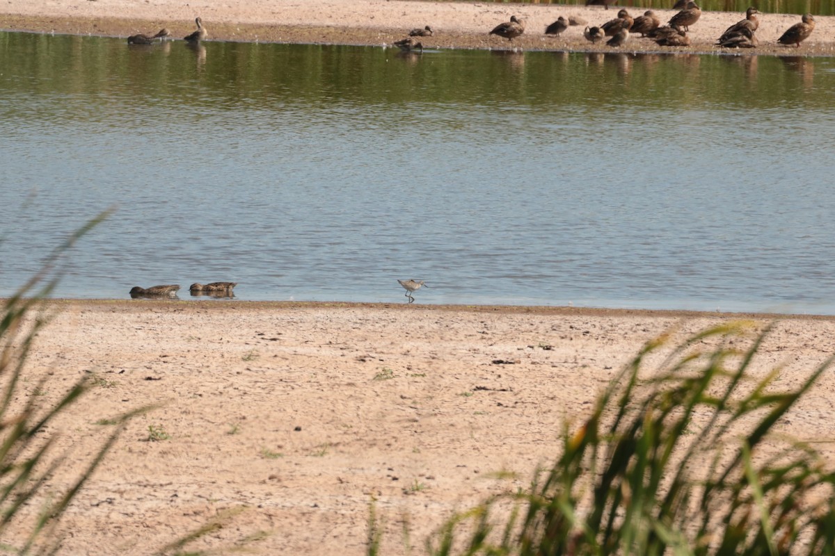Lesser Yellowlegs - ML641201244