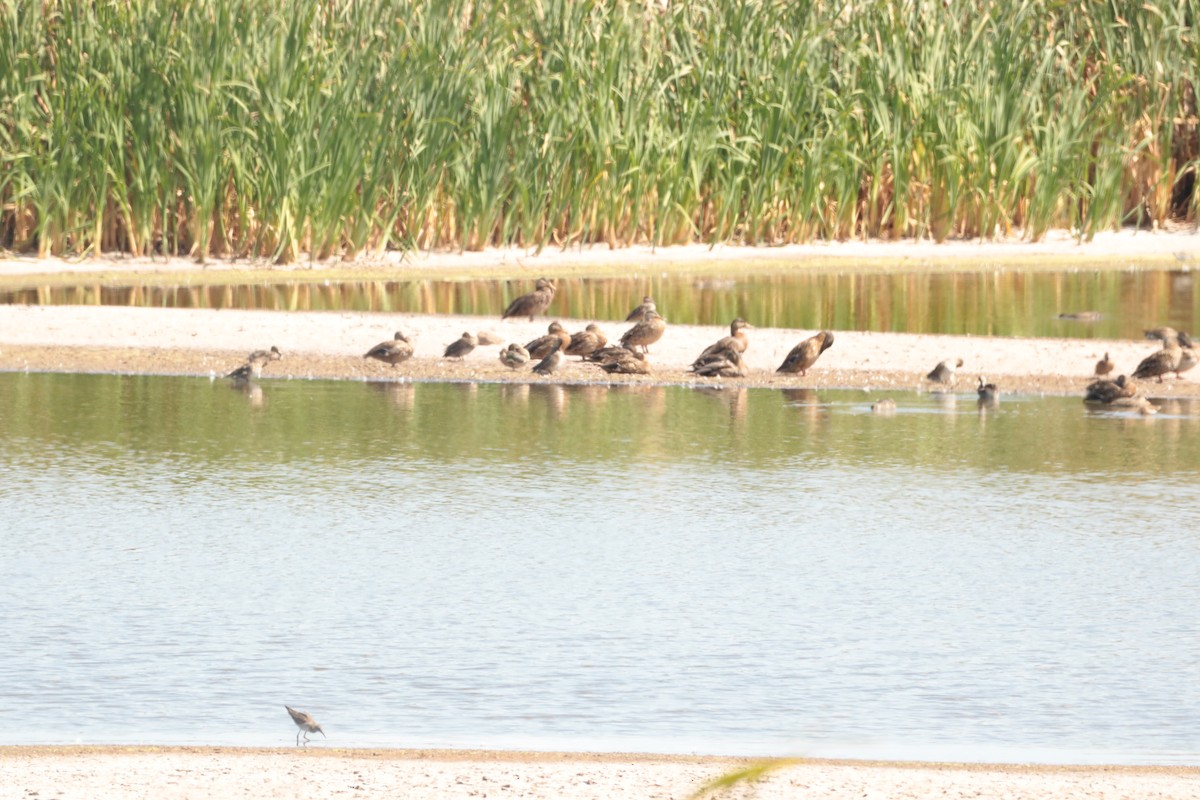 Lesser Yellowlegs - ML641201245