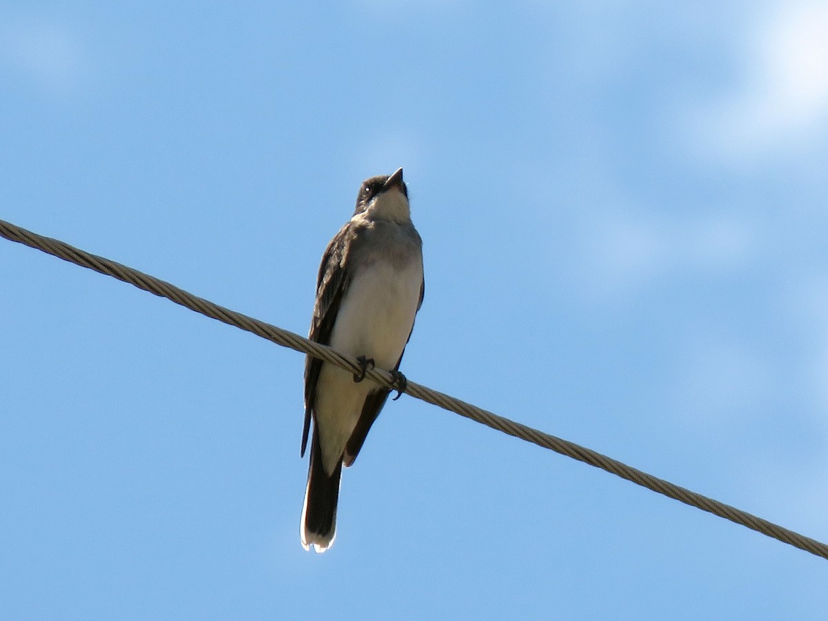 Eastern Kingbird - ML641201251