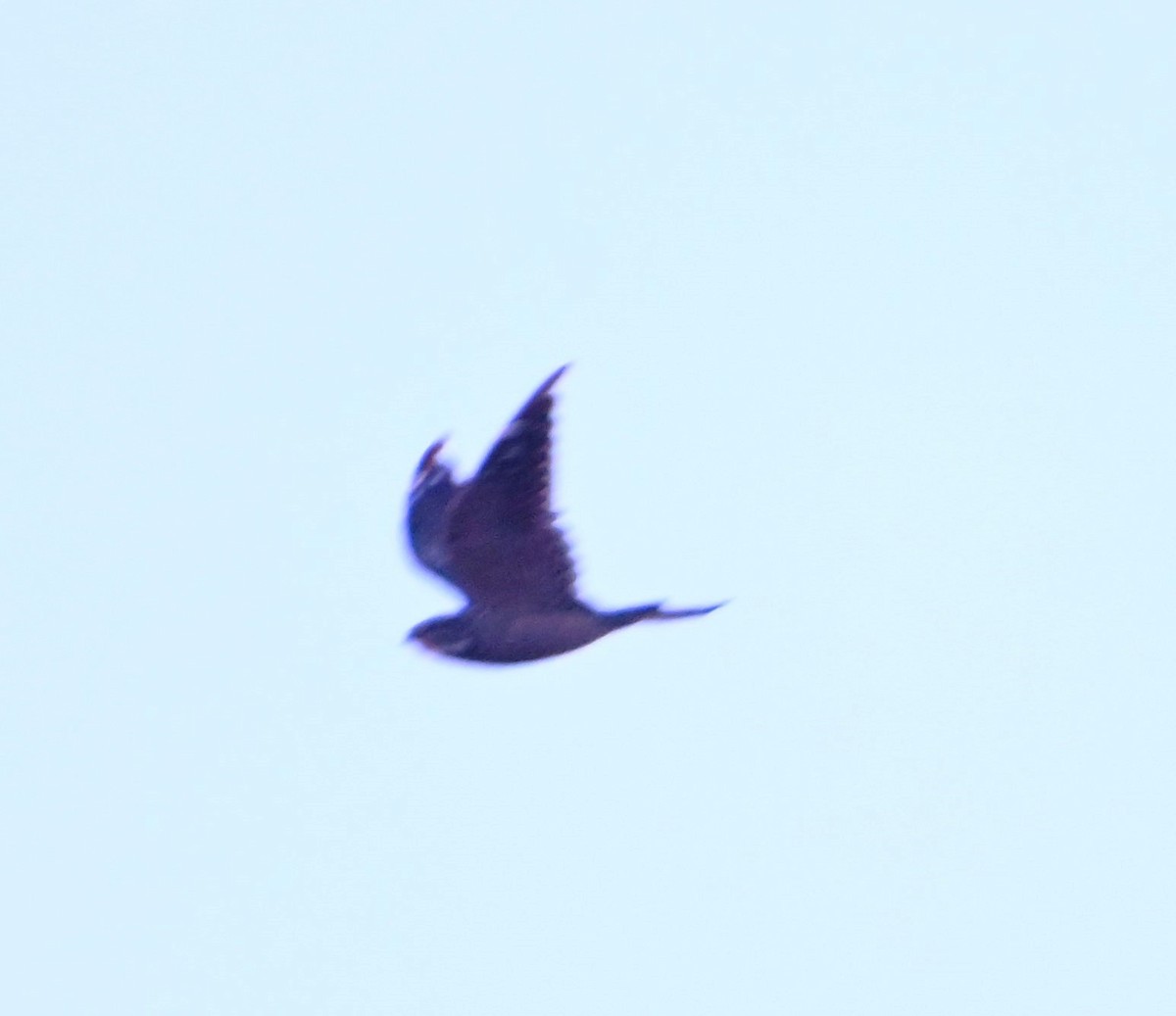 Lesser Nighthawk - ML641201274
