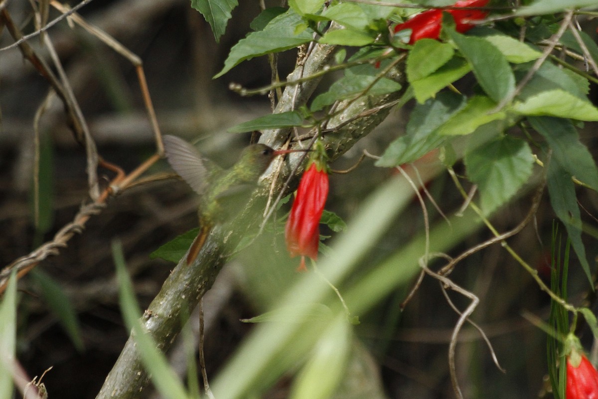 Gilded Hummingbird - ML641201293