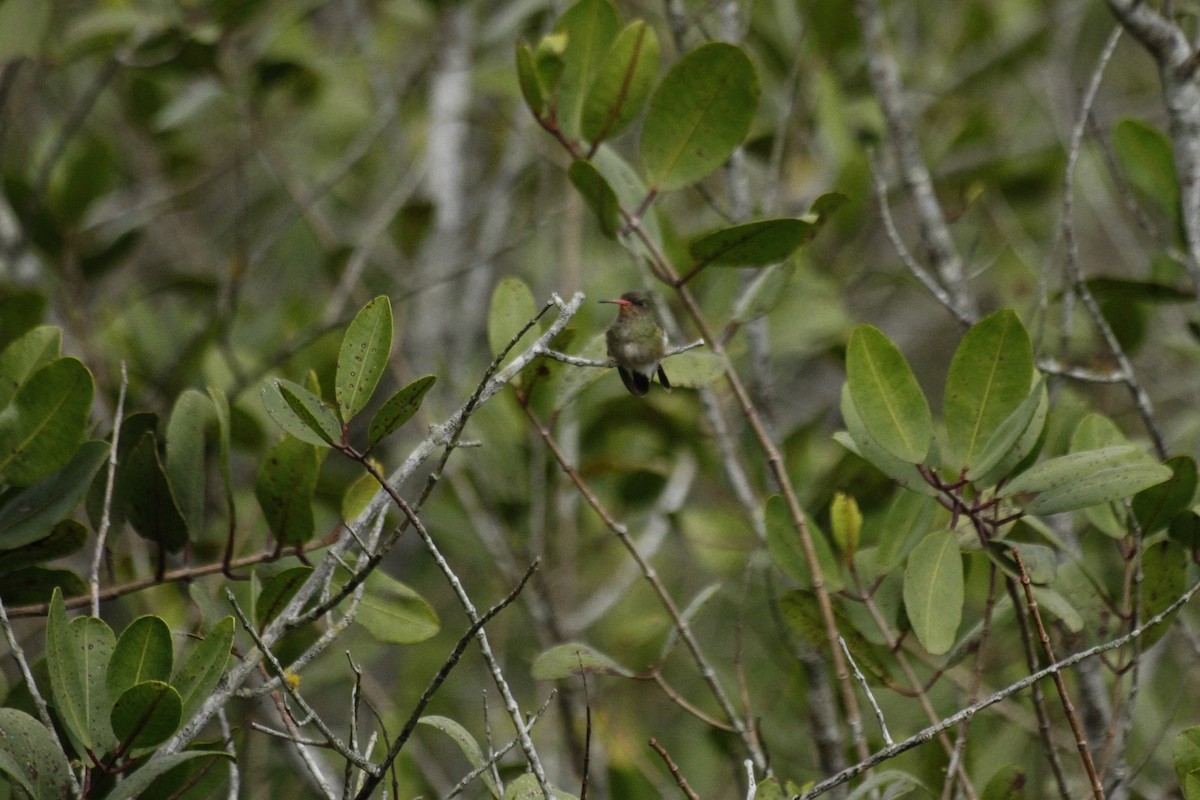 Gilded Hummingbird - ML641201294