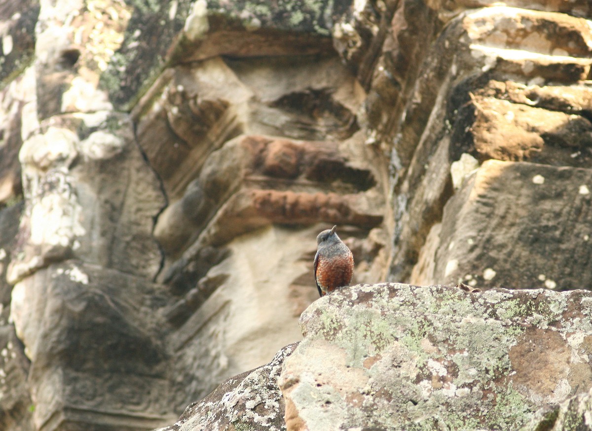 Blue Rock-Thrush - ML641201302