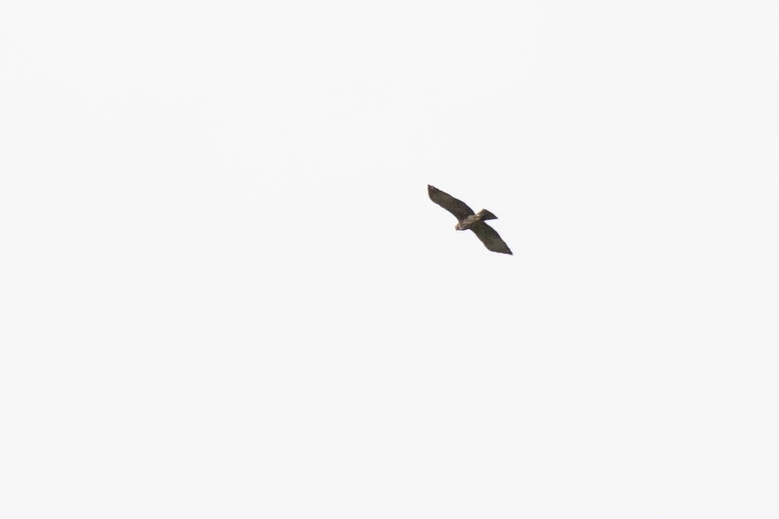 Aigle de Weiske - ML641201305