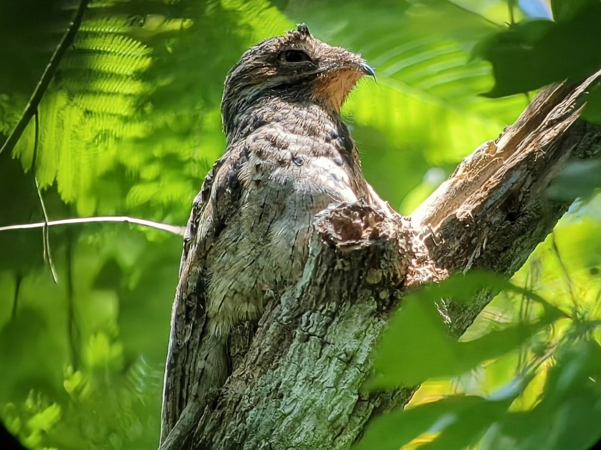 Common Potoo - ML641201306