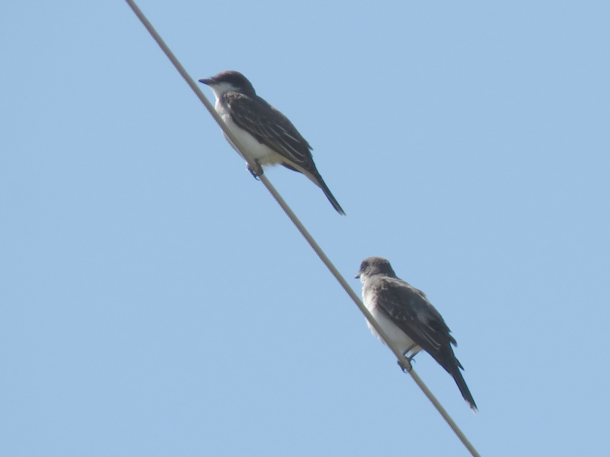 Eastern Kingbird - ML641201322
