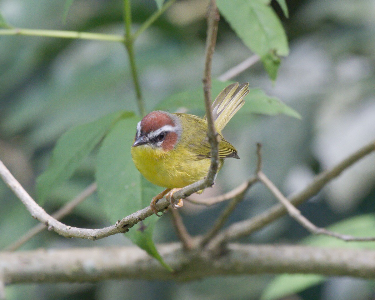 Chestnut-capped Warbler - ML641201373