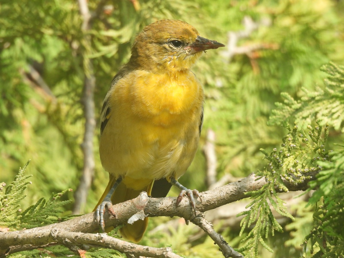 פזאי צפוני - ML641201401