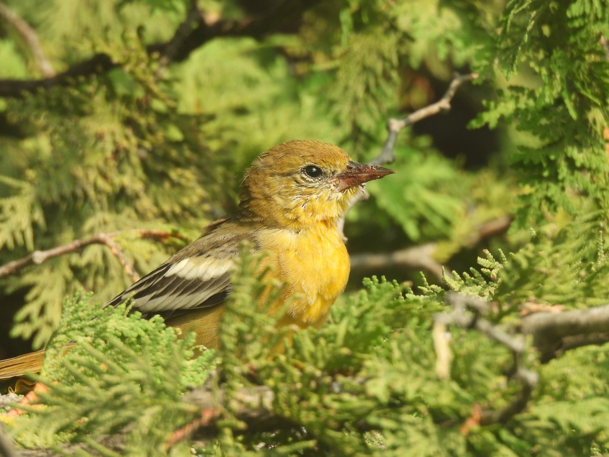 פזאי צפוני - ML641201402