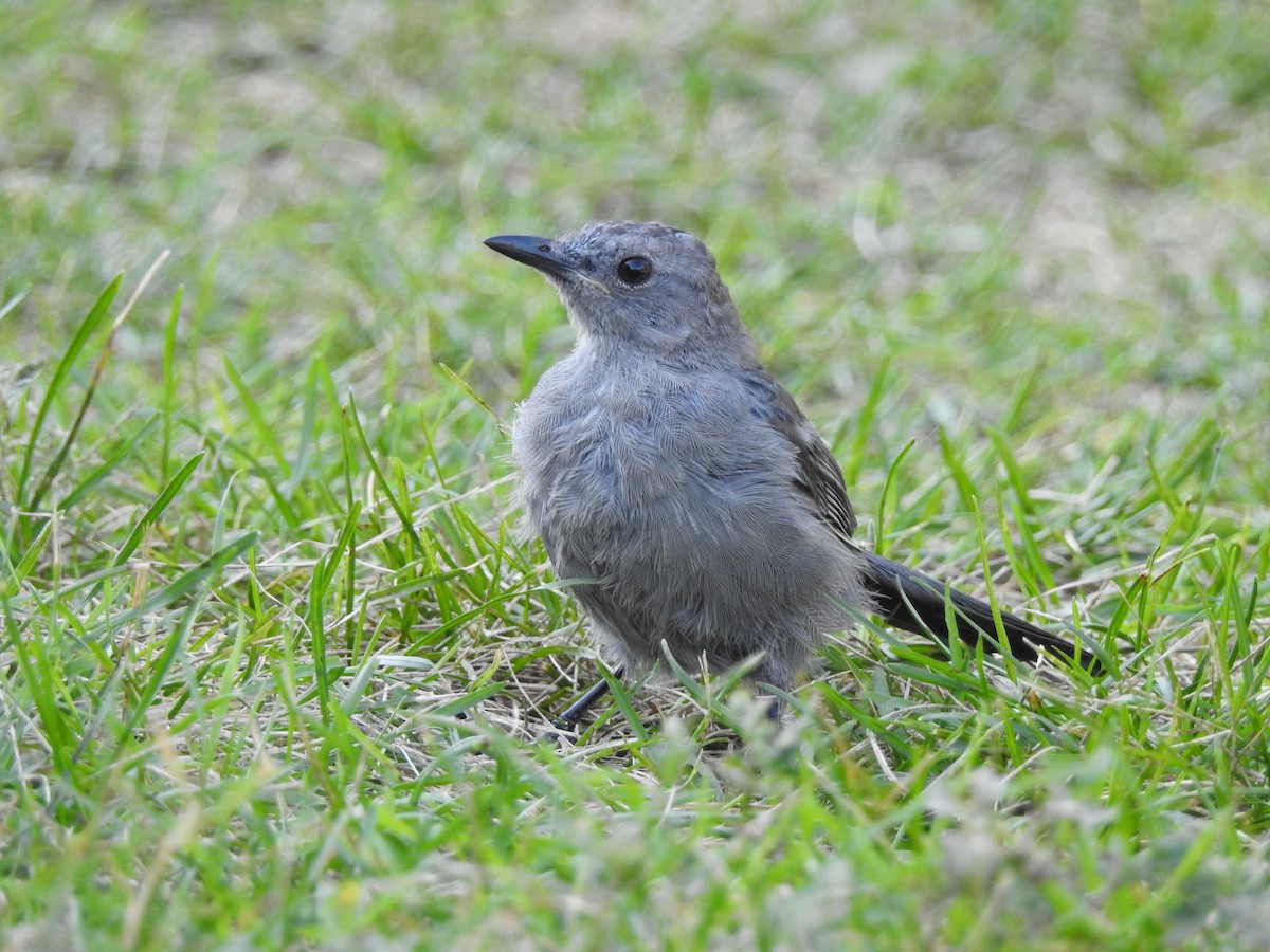 Gray Catbird - ML641201416