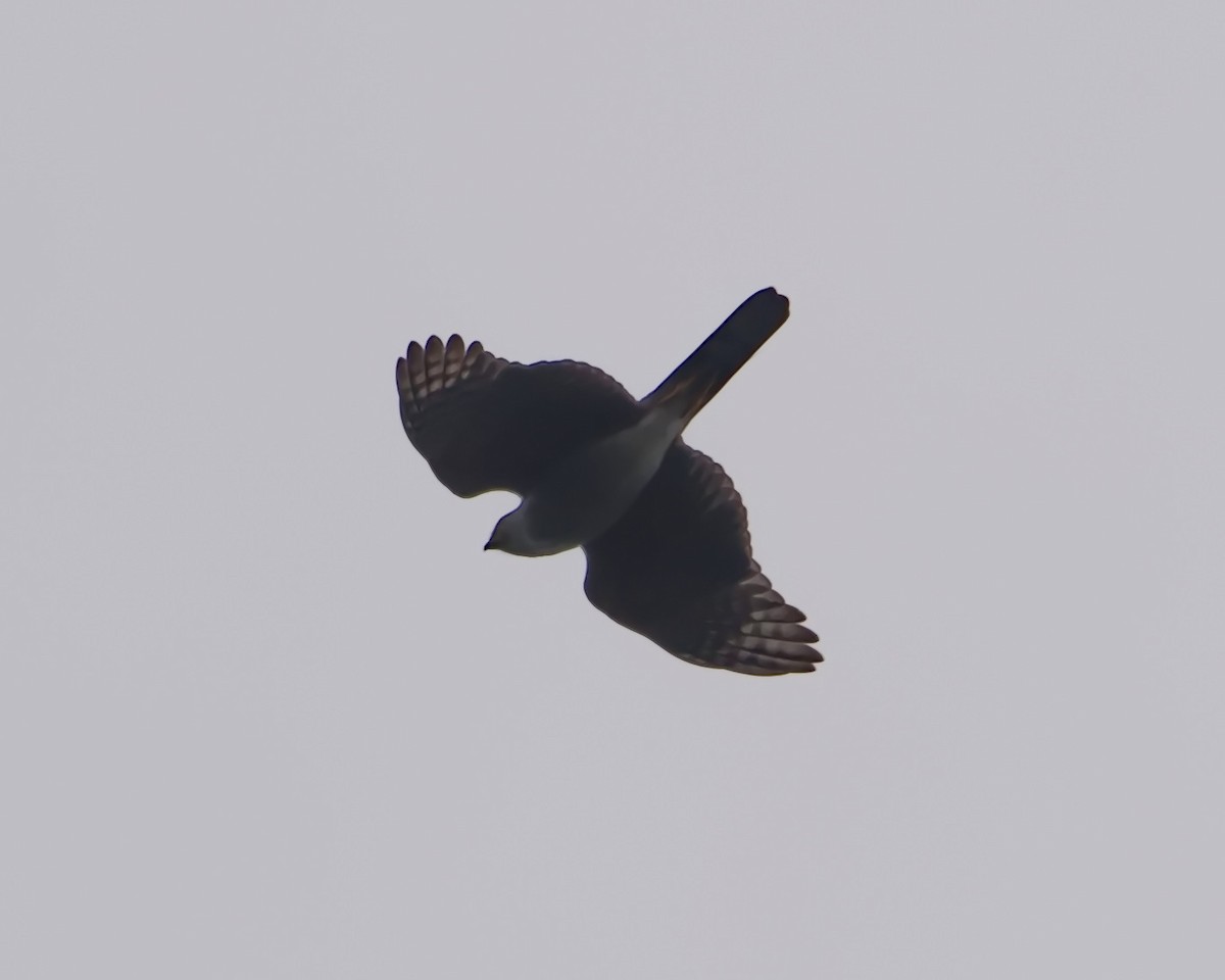 Bicolored Hawk - ML641201493