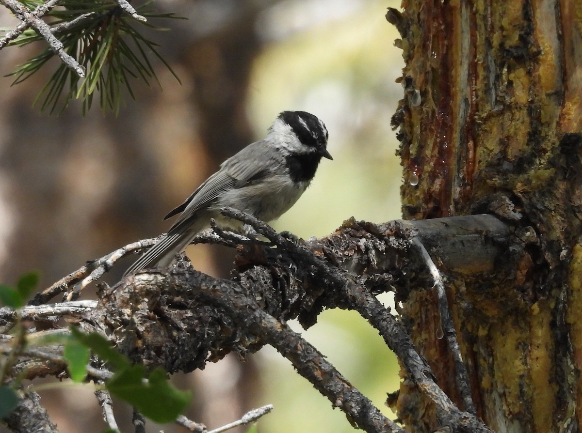 Mésange de Gambel - ML641201534