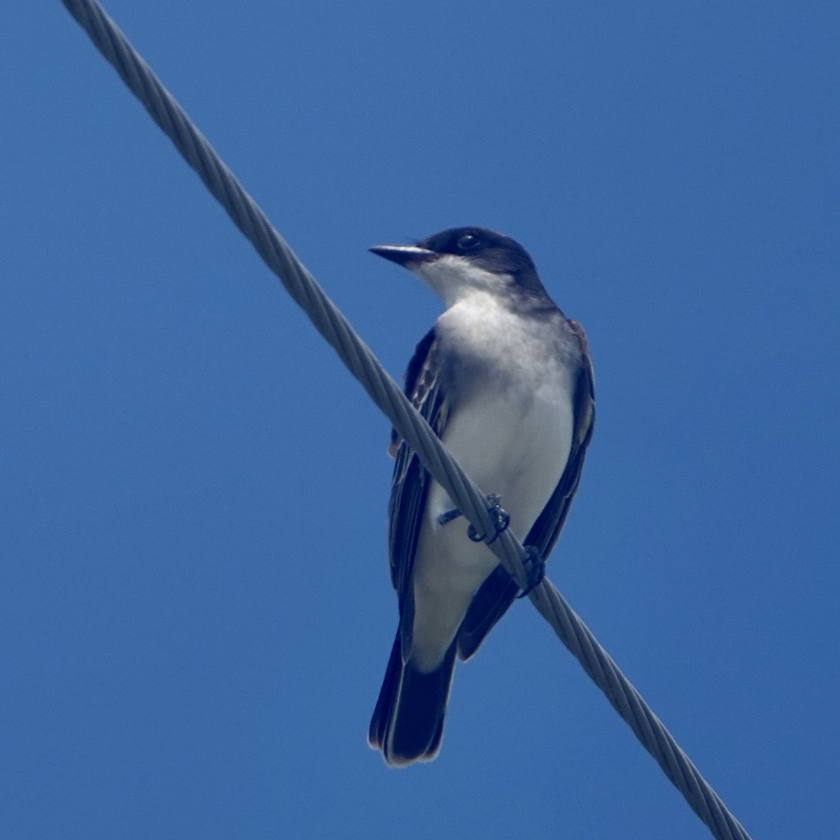Eastern Kingbird - ML641201572