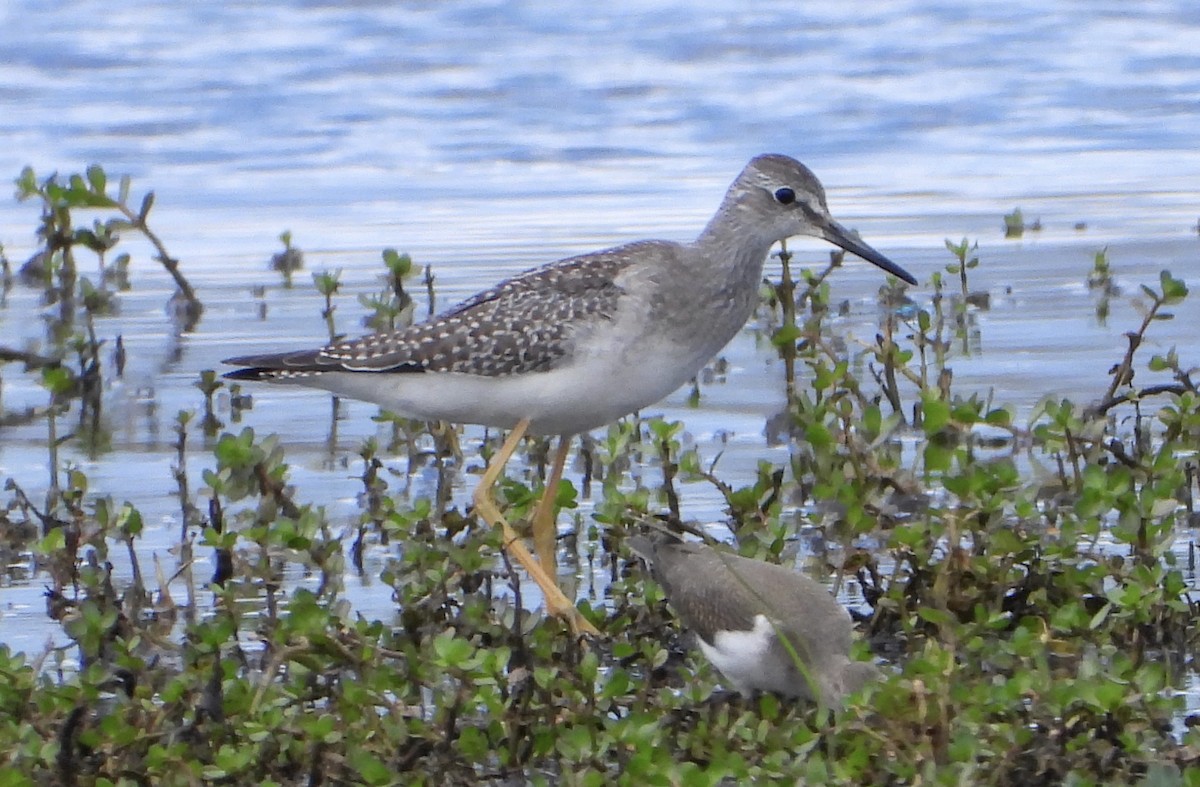 Lesser Yellowlegs - ML641201609