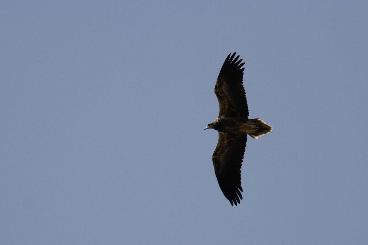 Egyptian Vulture - ML641201613
