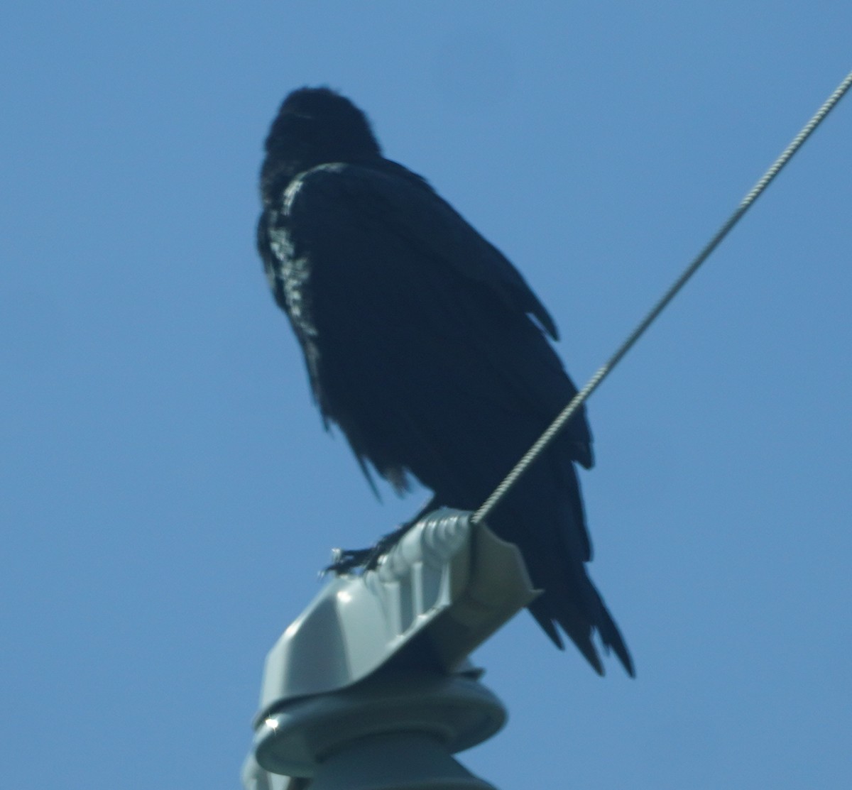 Grand Corbeau - ML641201643