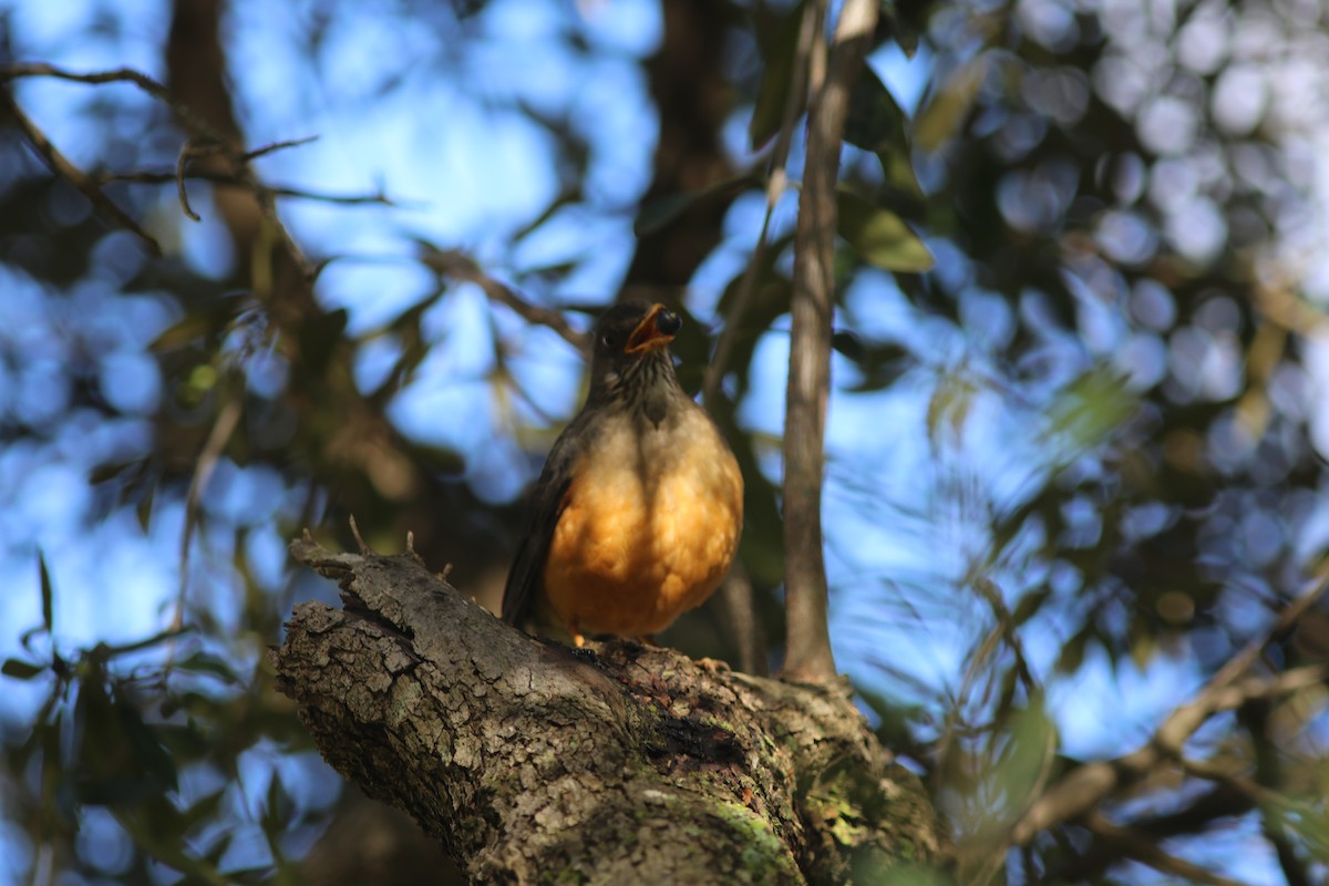 Olive Thrush - ML641201659