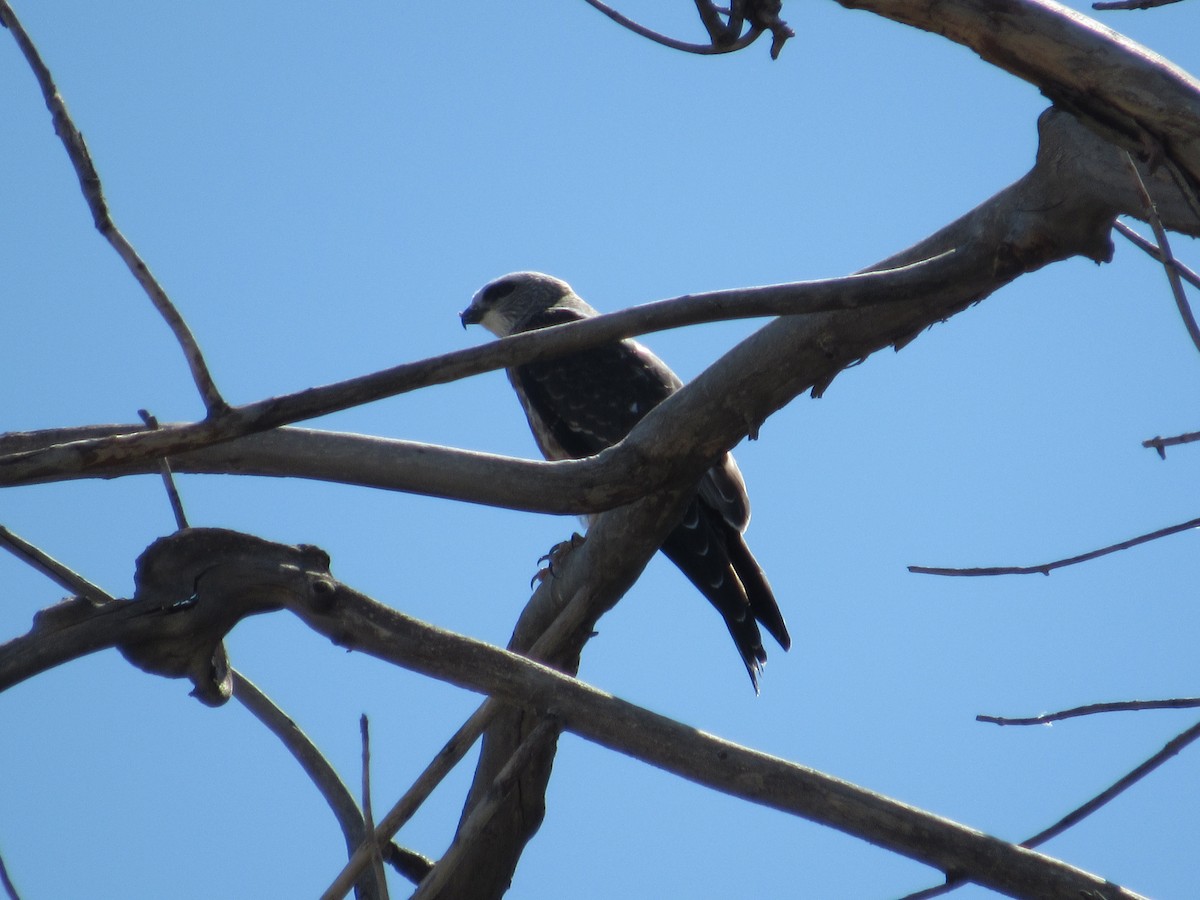 Mississippi Kite - ML641201664