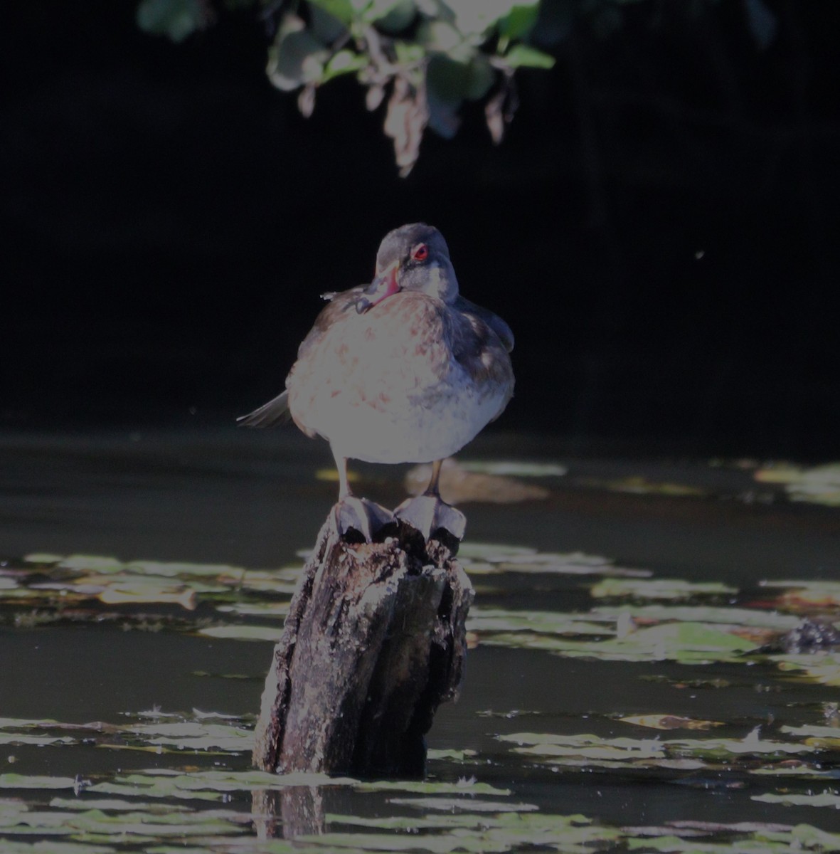 Wood Duck - ML641201666