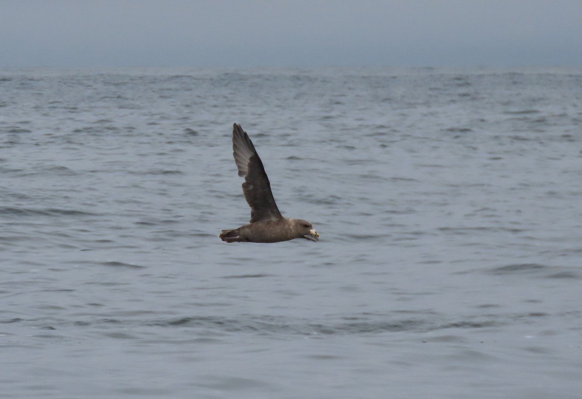 Fulmar boréal - ML641201711