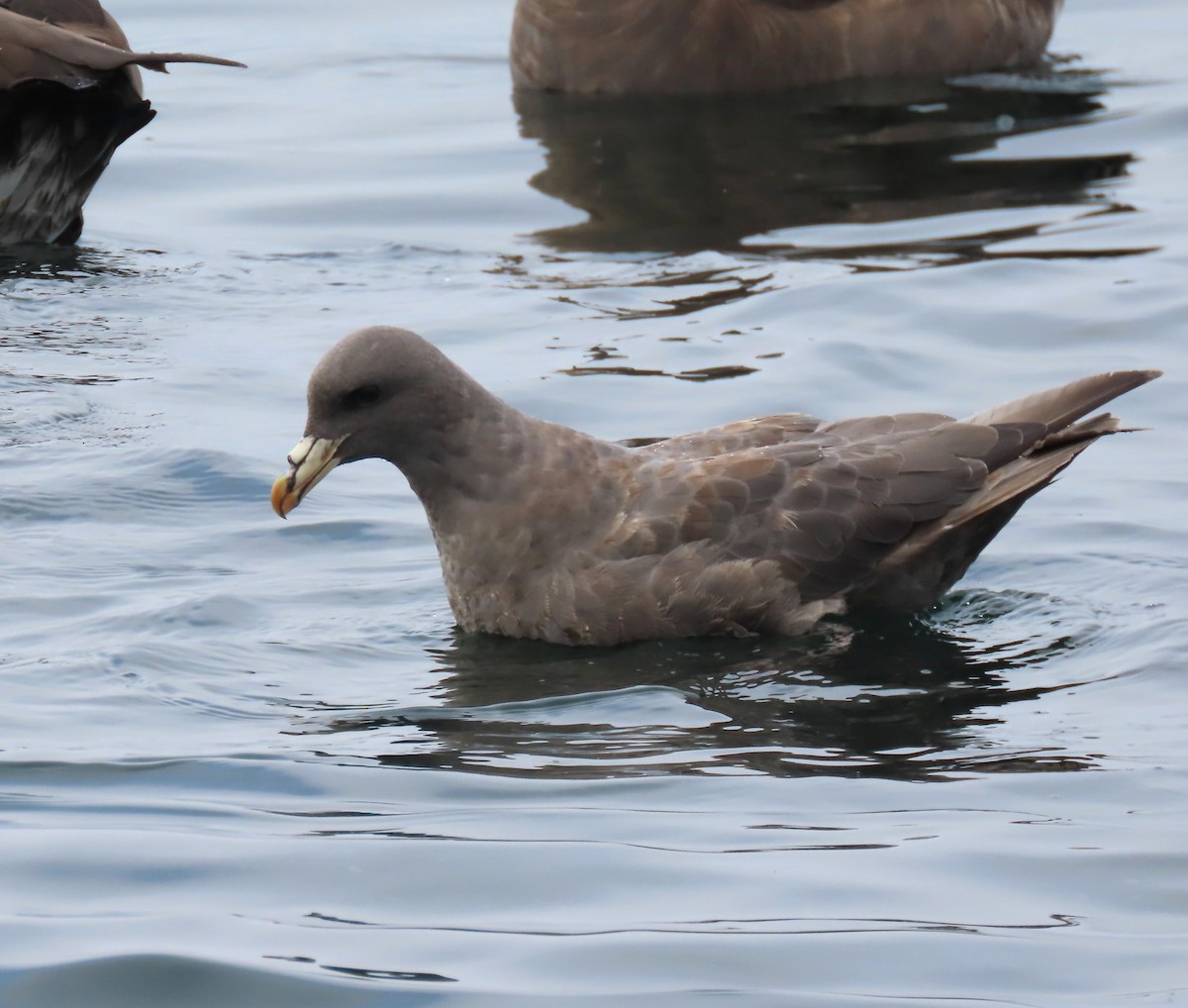 Fulmar boréal - ML641201712