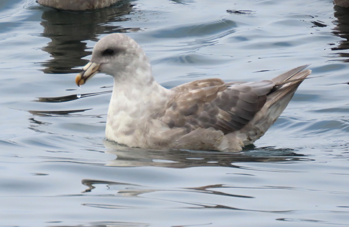 Fulmar boréal - ML641201713