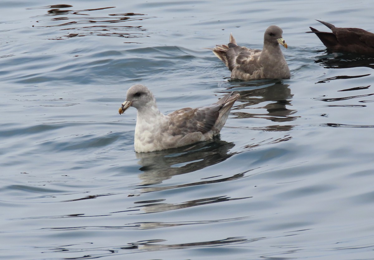 Fulmar boréal - ML641201733