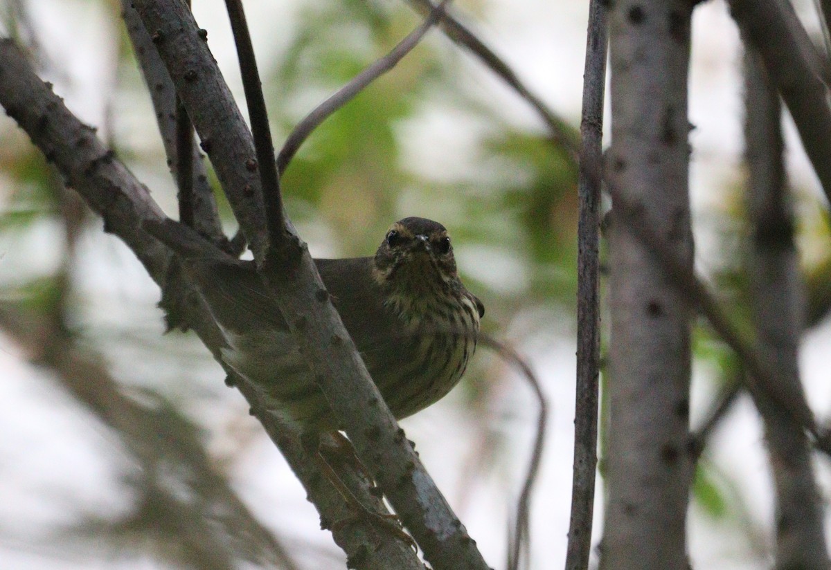 Northern Waterthrush - ML641201736