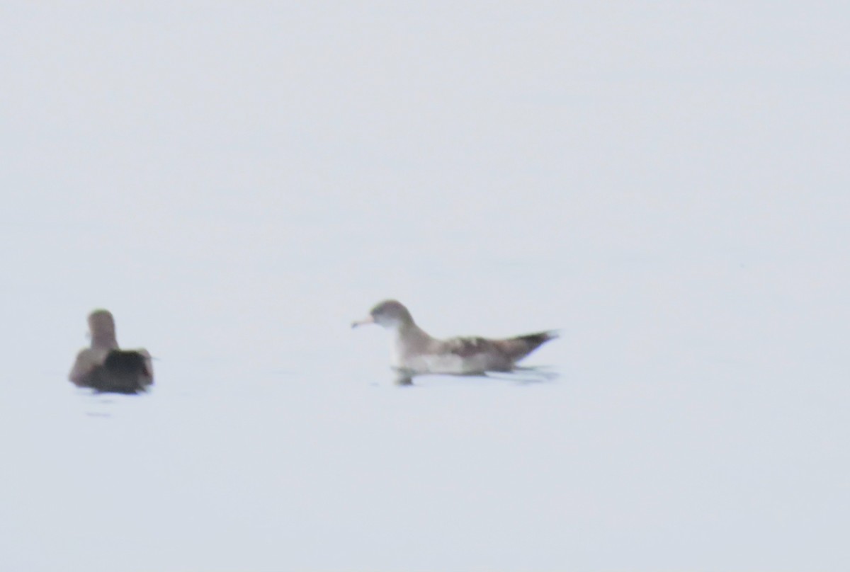 Puffin à pieds roses - ML641201776