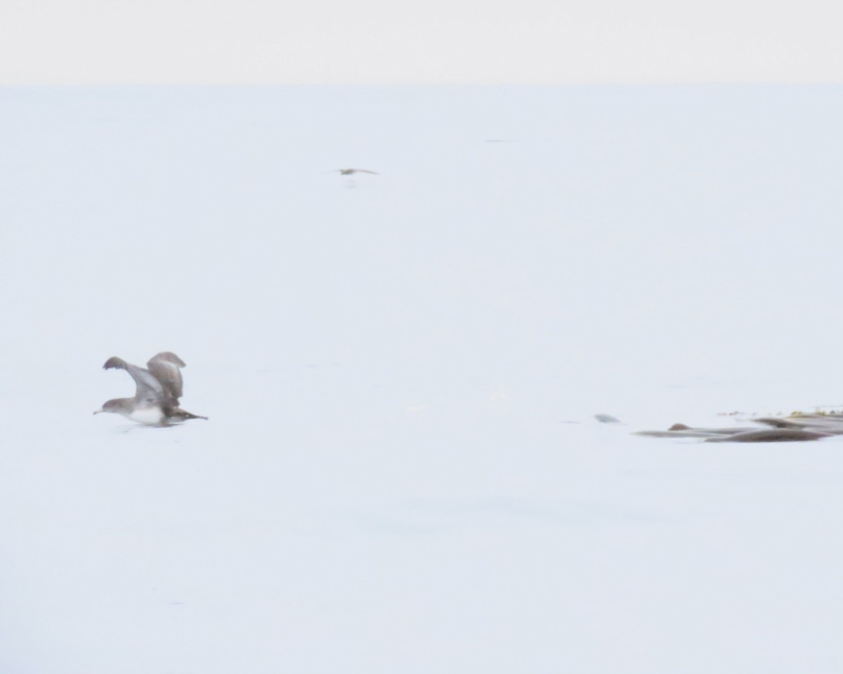 Puffin à pieds roses - ML641201777