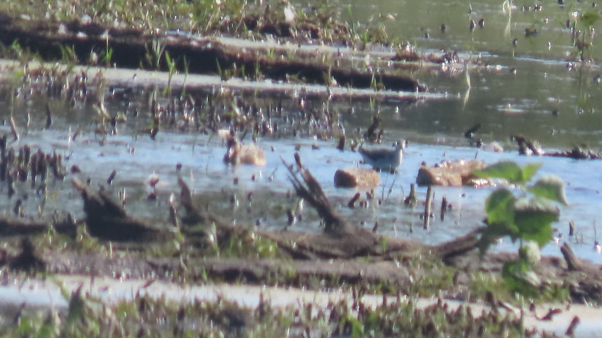 Wilson's Phalarope - ML641201794