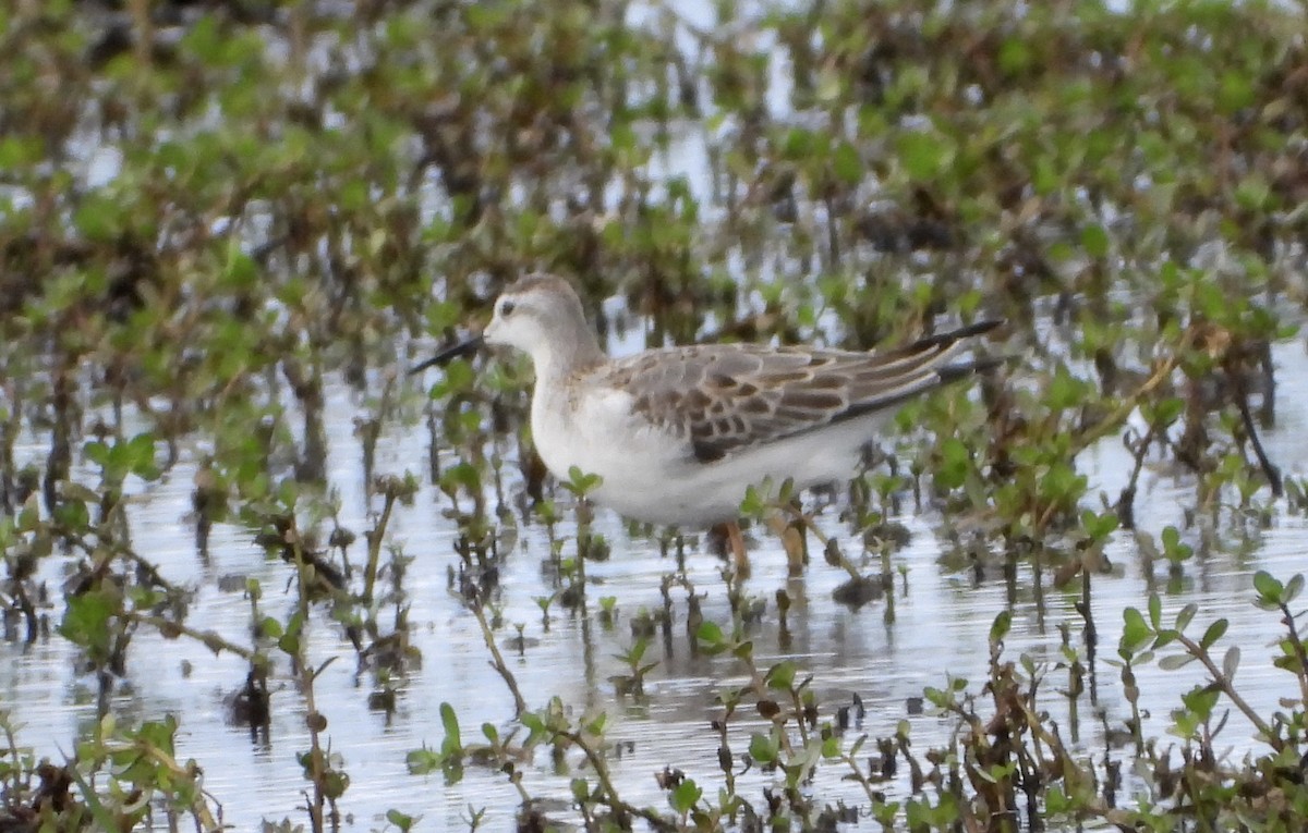 Wilson's Phalarope - ML641201845