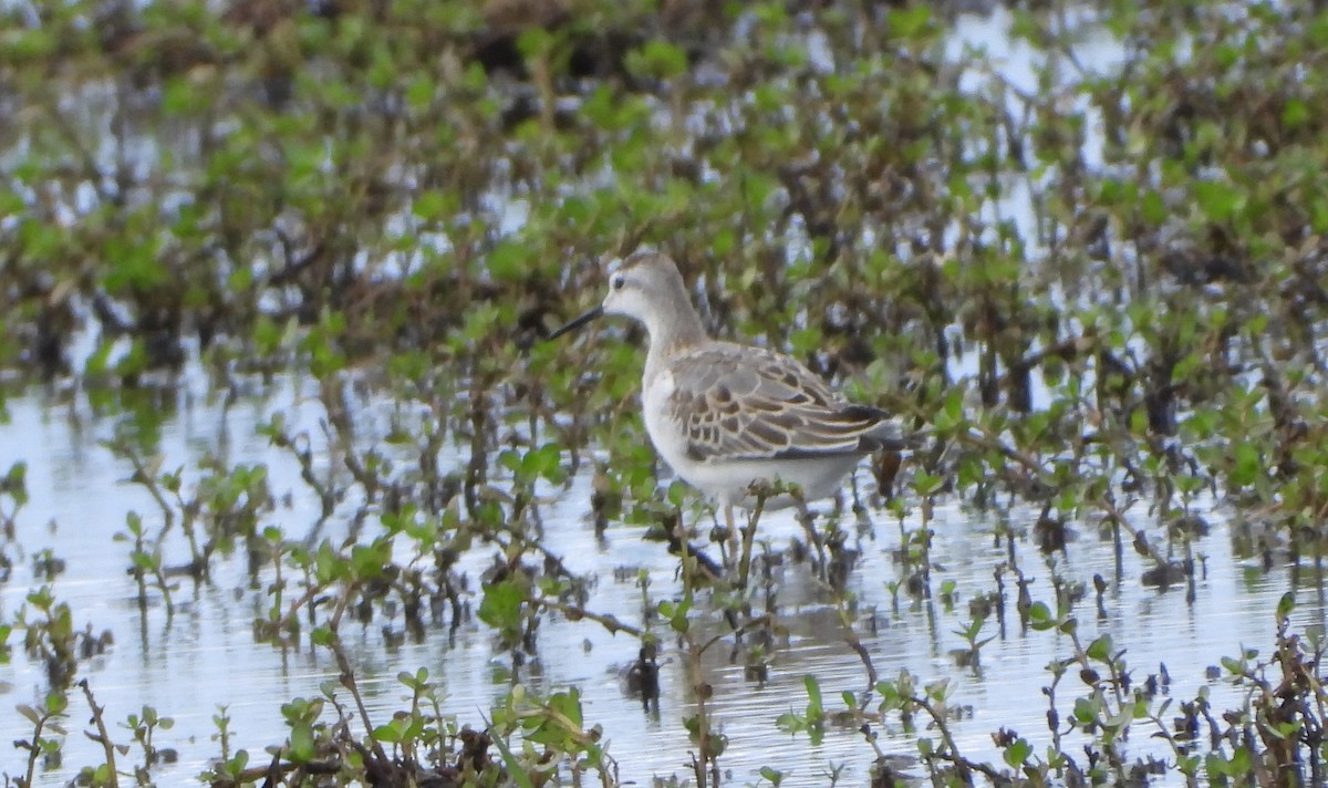 Wilson's Phalarope - ML641201846
