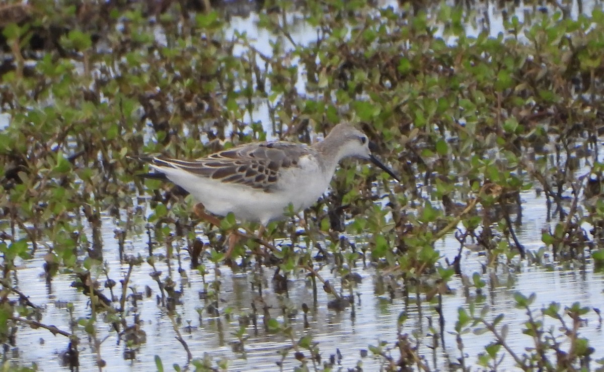 Wilson's Phalarope - ML641201847