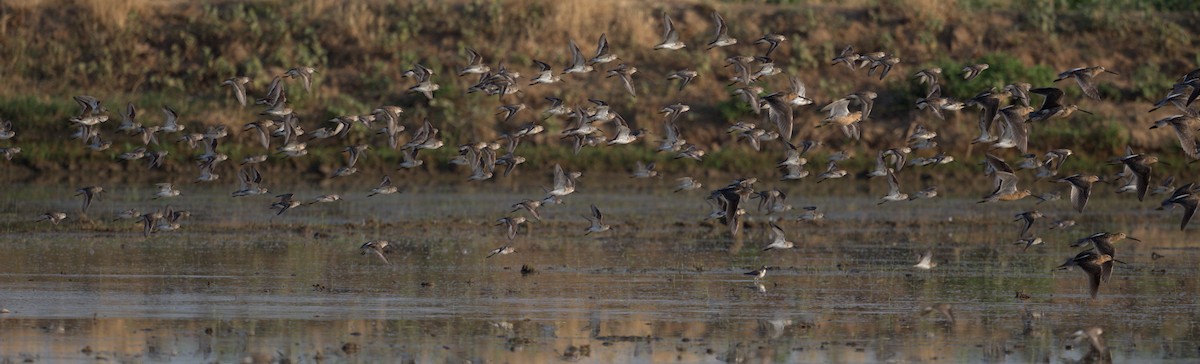 Western Sandpiper - ML641201864