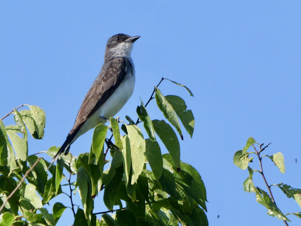 Eastern Kingbird - ML641201888