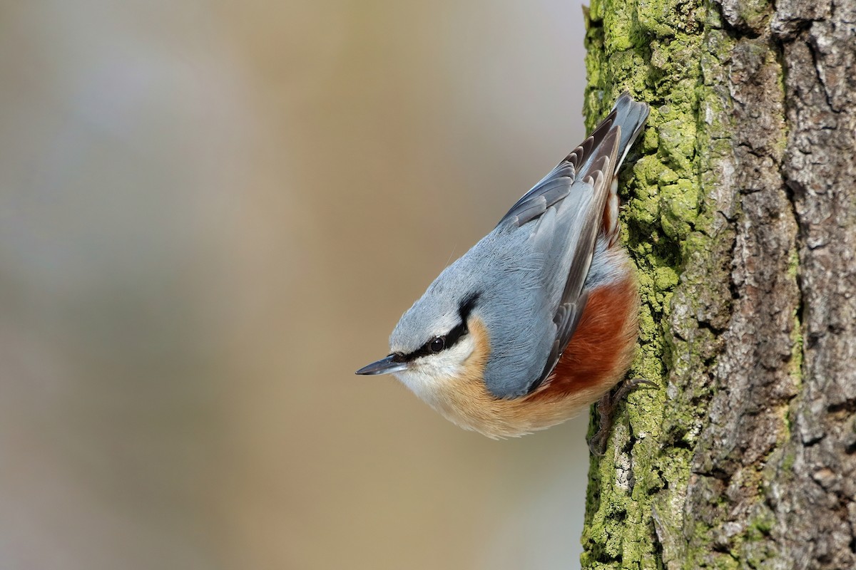 Eurasian Nuthatch - ML641201920