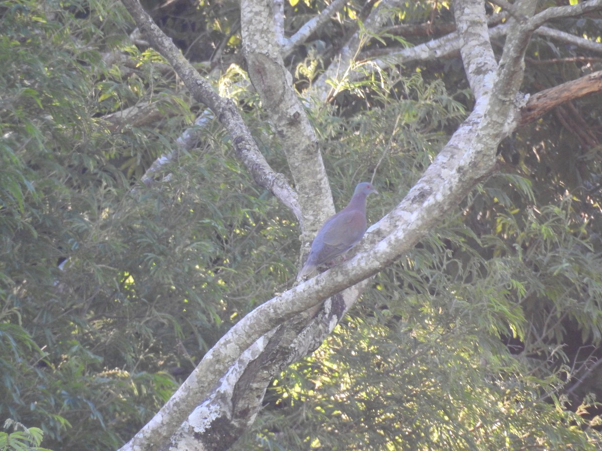Pale-vented Pigeon - ML641201928