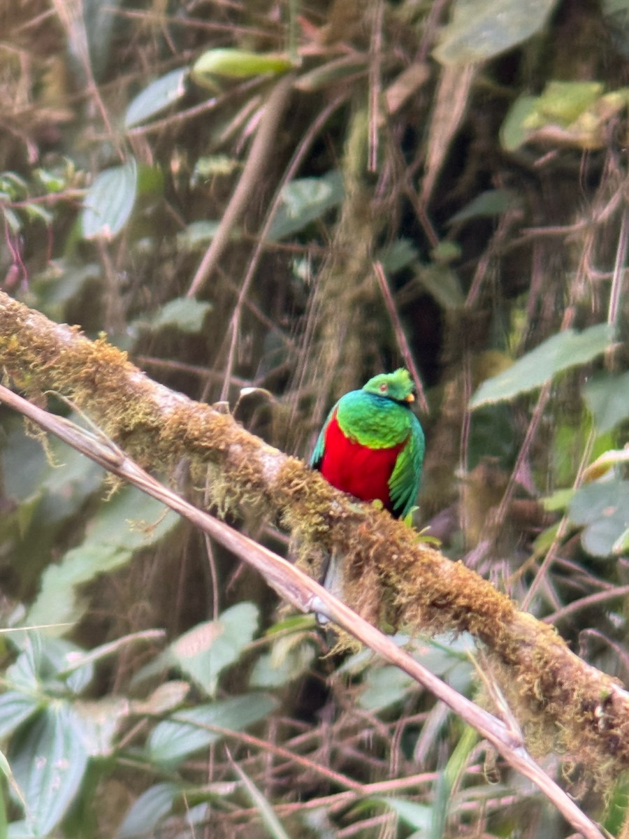 Crested Quetzal - ML641201945