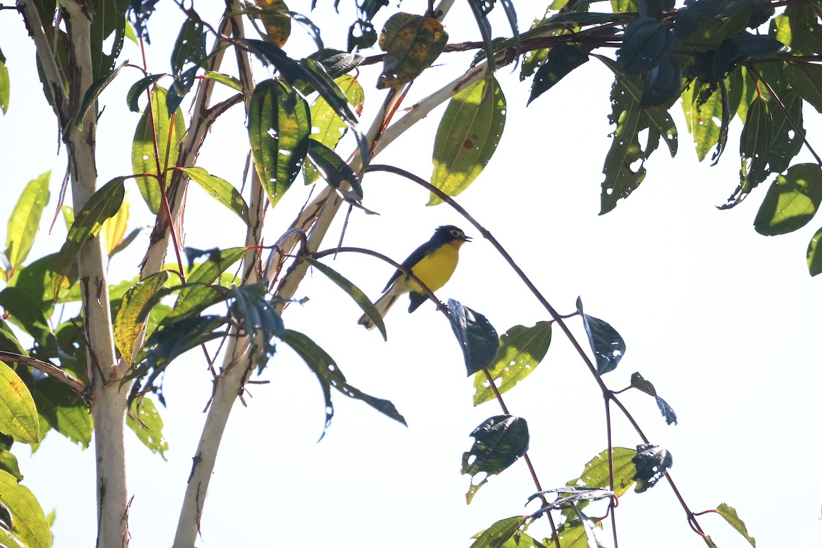 Spectacled Redstart - ML641201962