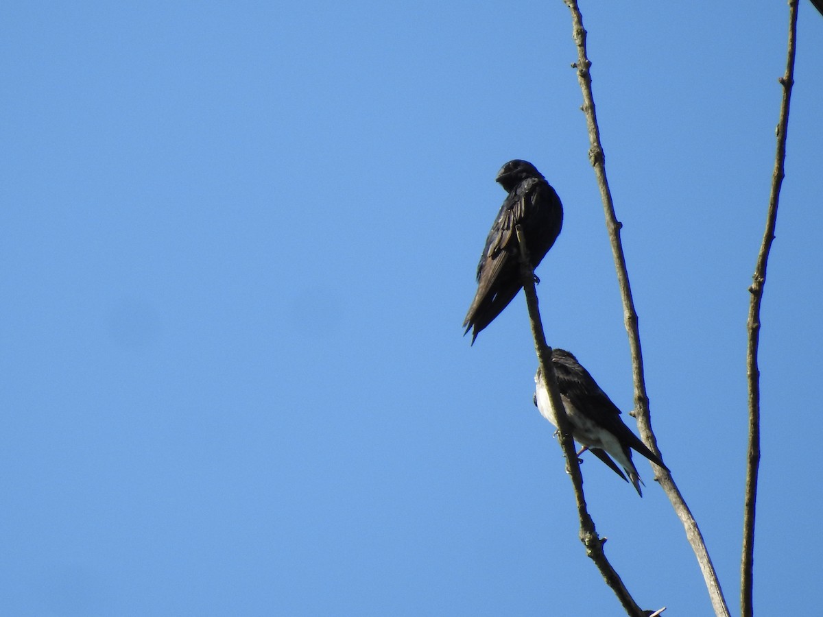 Purple Martin - ML641201970