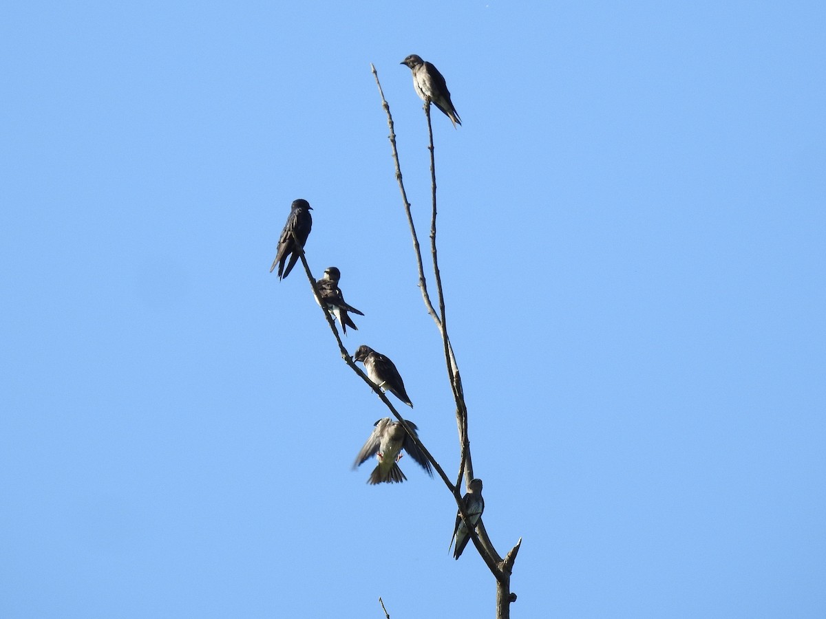 Purple Martin - ML641201973