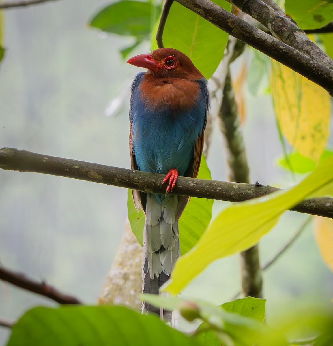 Sri Lanka Blue-Magpie - ML641201977