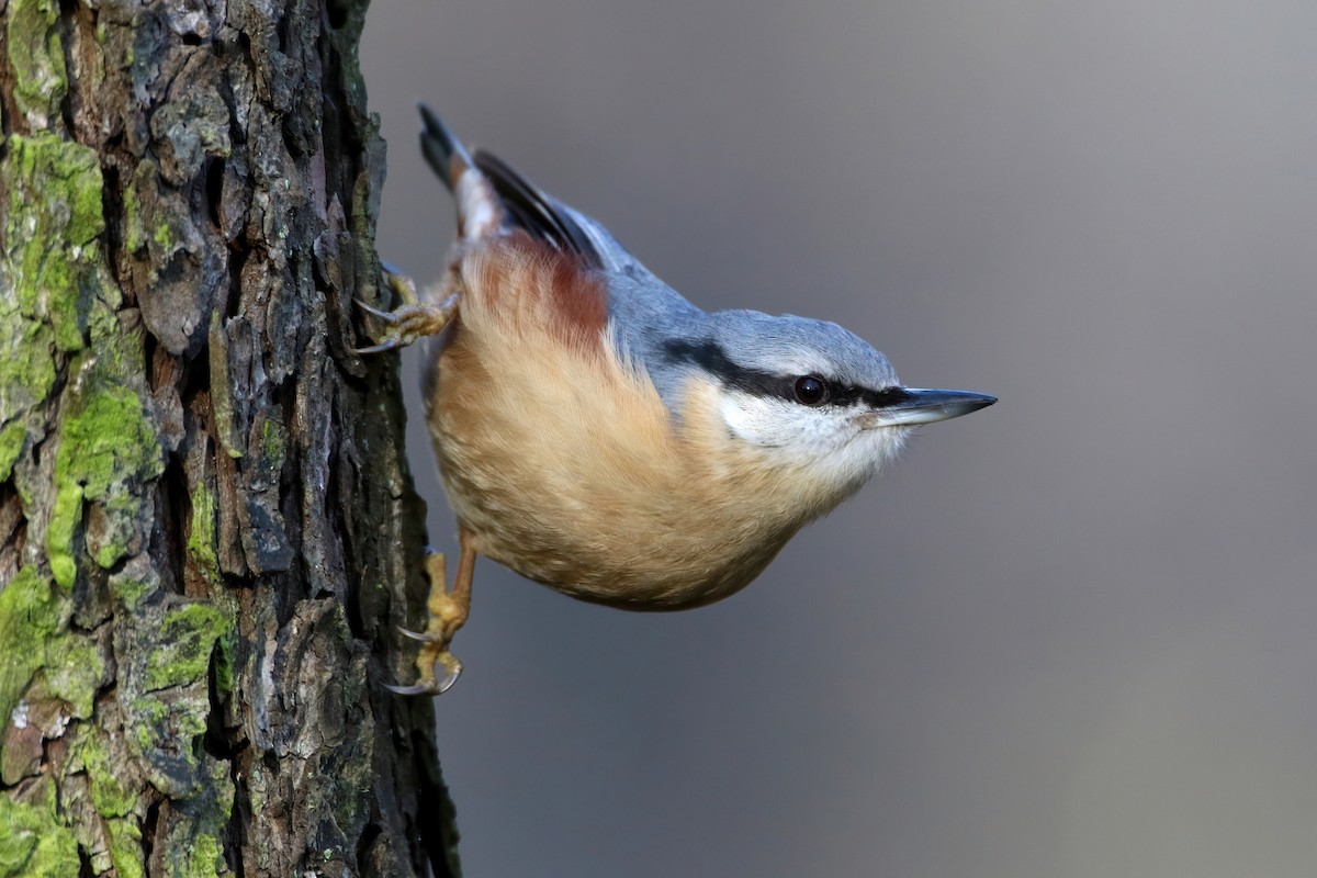 Eurasian Nuthatch - ML641201979