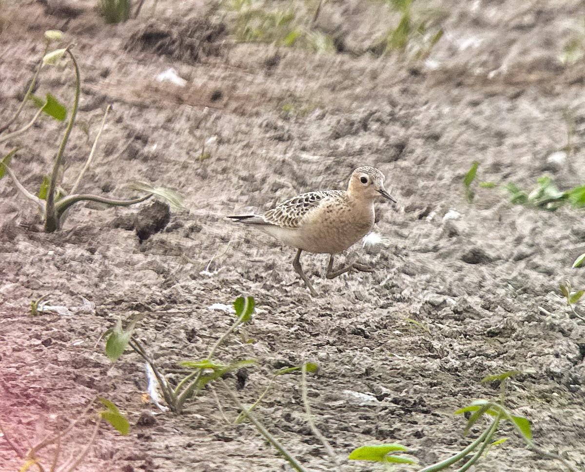 Buff-breasted Sandpiper - ML641201995