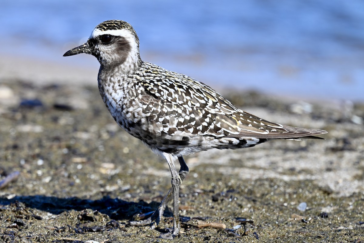 American Golden-Plover - ML641202029