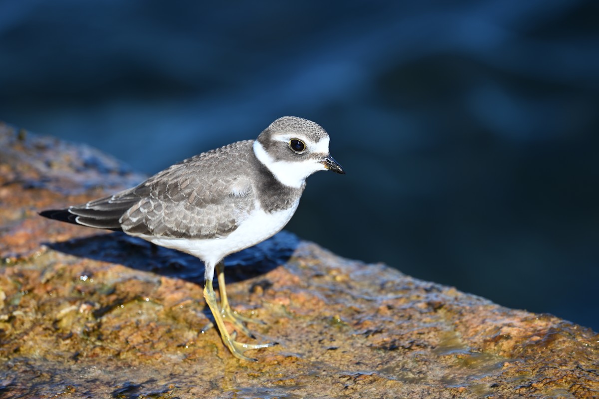 Semipalmated Plover - ML641202037