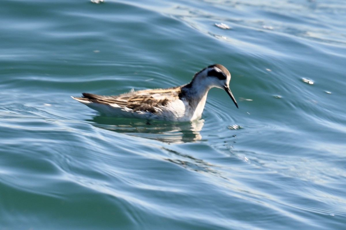 紅領瓣足鷸 - ML641202039